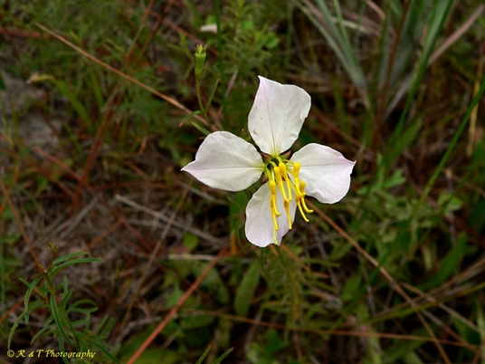 {Rhexia mariana var. exalbida}